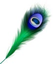 Peacock green beauty feather